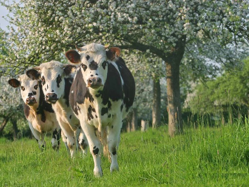 00 - Vaches normandes - 800x600